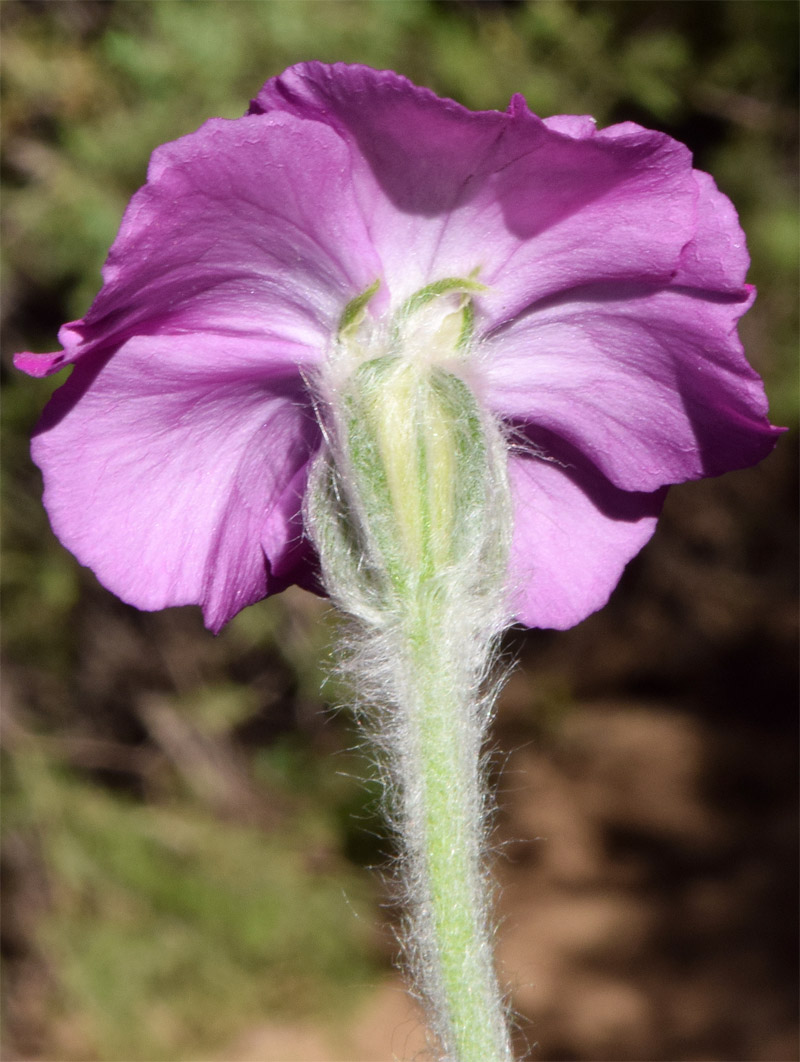 Изображение особи Lychnis coronaria.