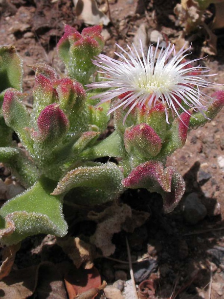 Image of Mesembryanthemum crystallinum specimen.