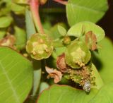 Euphorbia schlechtendalii