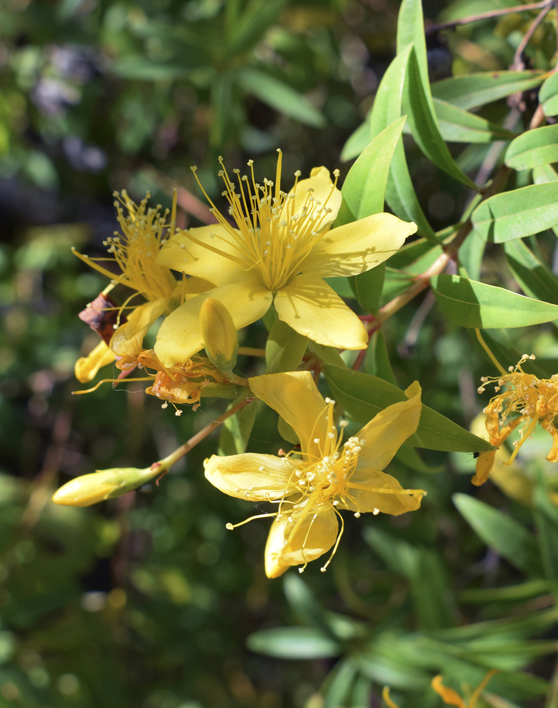 Image of Hypericum canariense specimen.