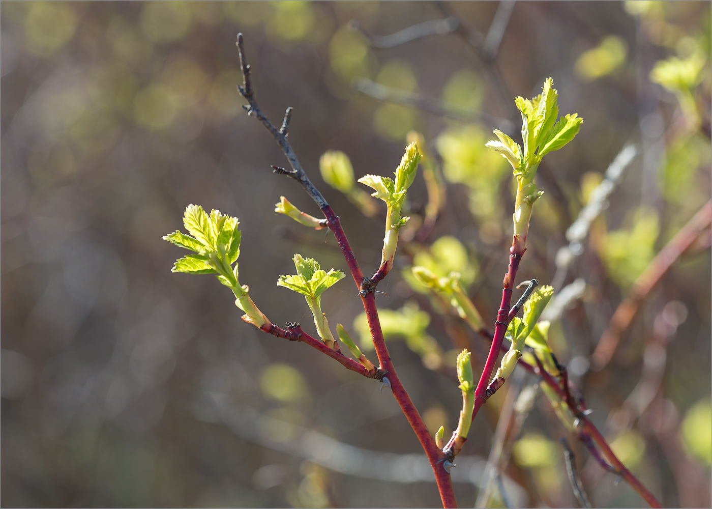 Изображение особи Rosa cinnamomea.