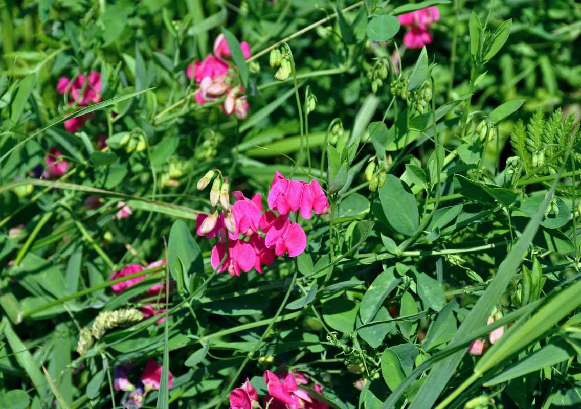 Image of Lathyrus tuberosus specimen.