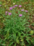 Centaurea jacea. Цветущие растения. Челябинская обл., Миасский гор. округ, Александровская сопка, ≈ 800 м н.у.м., опушка смешанного леса. 23.07.2020.