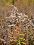 Solidago canadensis. Верхушка побега с соплодием. Московская обл., окр. г. Железнодорожный, долина р. Чёрная, залежь. 11.10.2020.