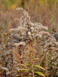 Solidago canadensis