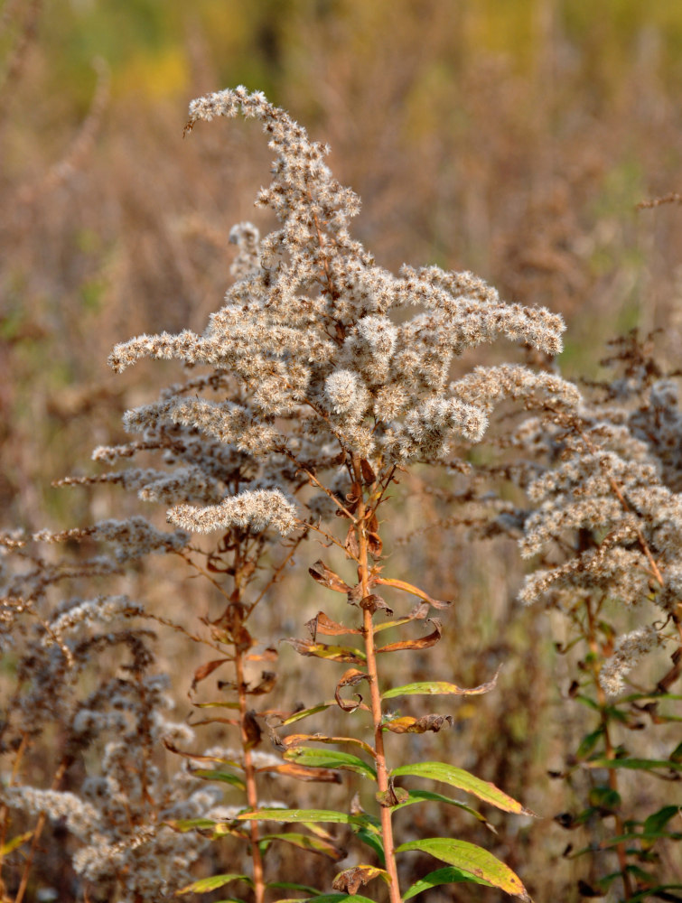 Image of Solidago canadensis specimen.