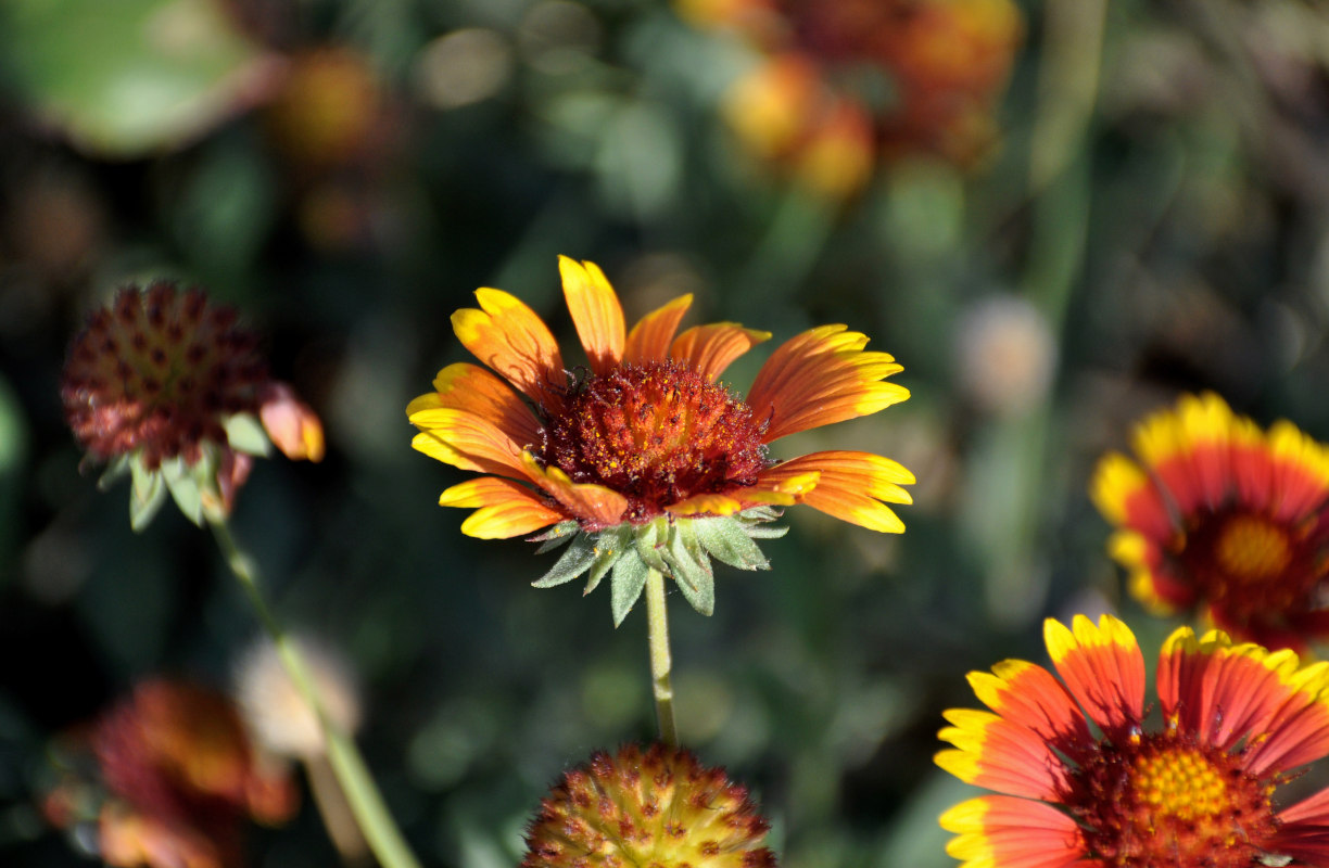 Изображение особи Gaillardia &times; grandiflora.