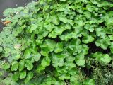 Hydrocotyle ranunculoides