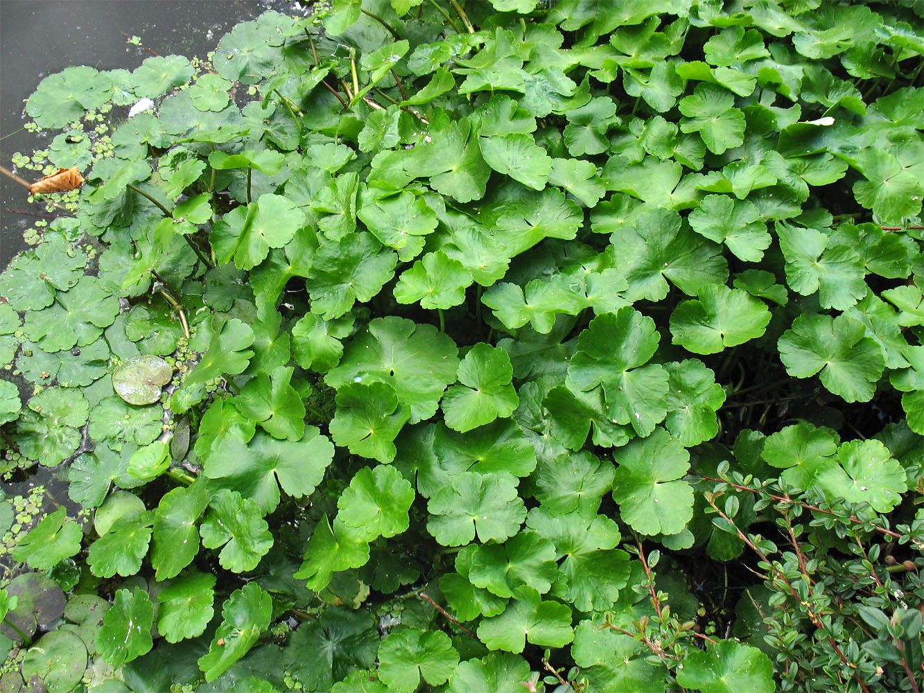 Изображение особи Hydrocotyle ranunculoides.