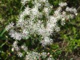 Thalictrum contortum. Часть от общего соцветия. Магаданская обл., окр. г. Магадан, нижнее течение р. Магаданка, разнотравная поляна. 05.07.2019.