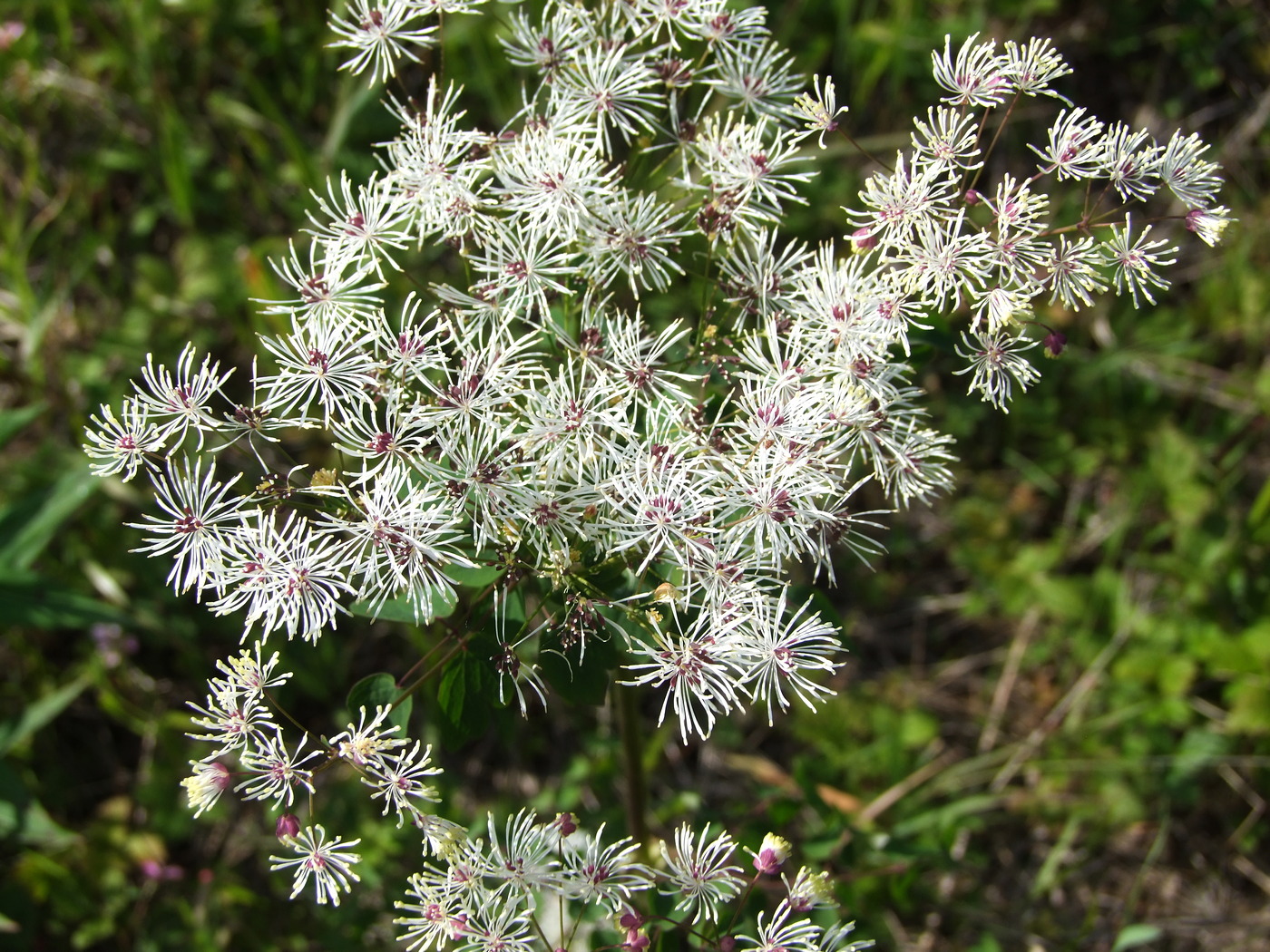 Изображение особи Thalictrum contortum.