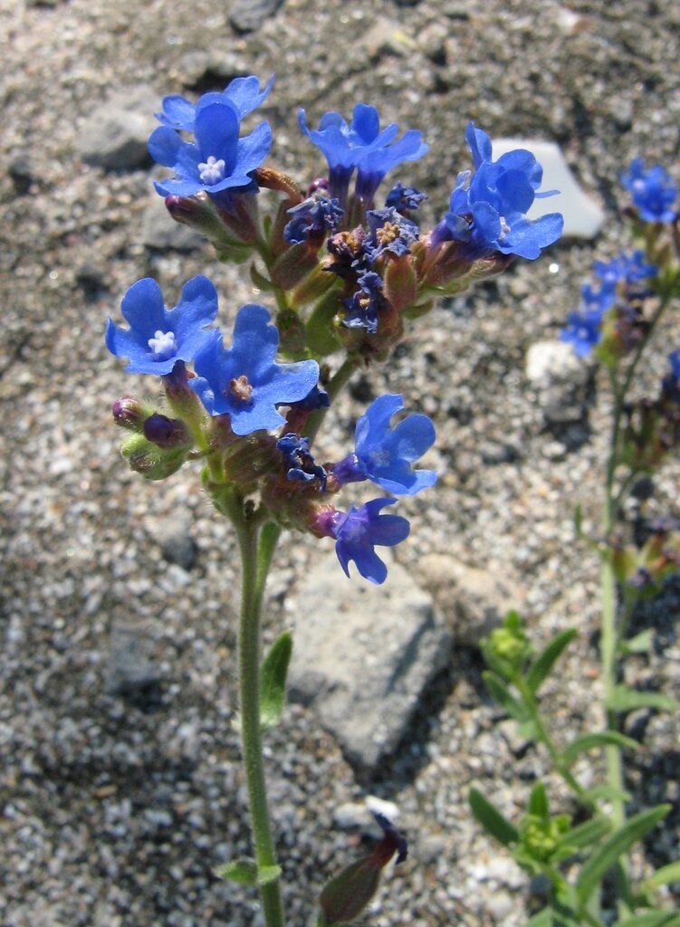 Изображение особи Anchusa velenovskyi.