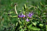 Solanum dulcamara