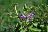 Solanum dulcamara. Верхушка побега с соцветием. Астраханская обл., Лиманский р-н, окр. с. Воскресеновка, берег ерика Семёновский банк. 20.08.2020.