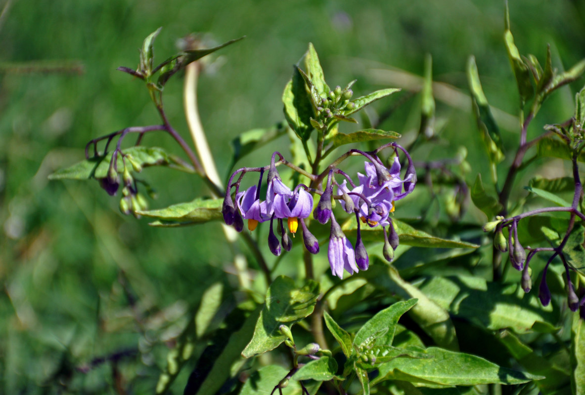 Изображение особи Solanum dulcamara.