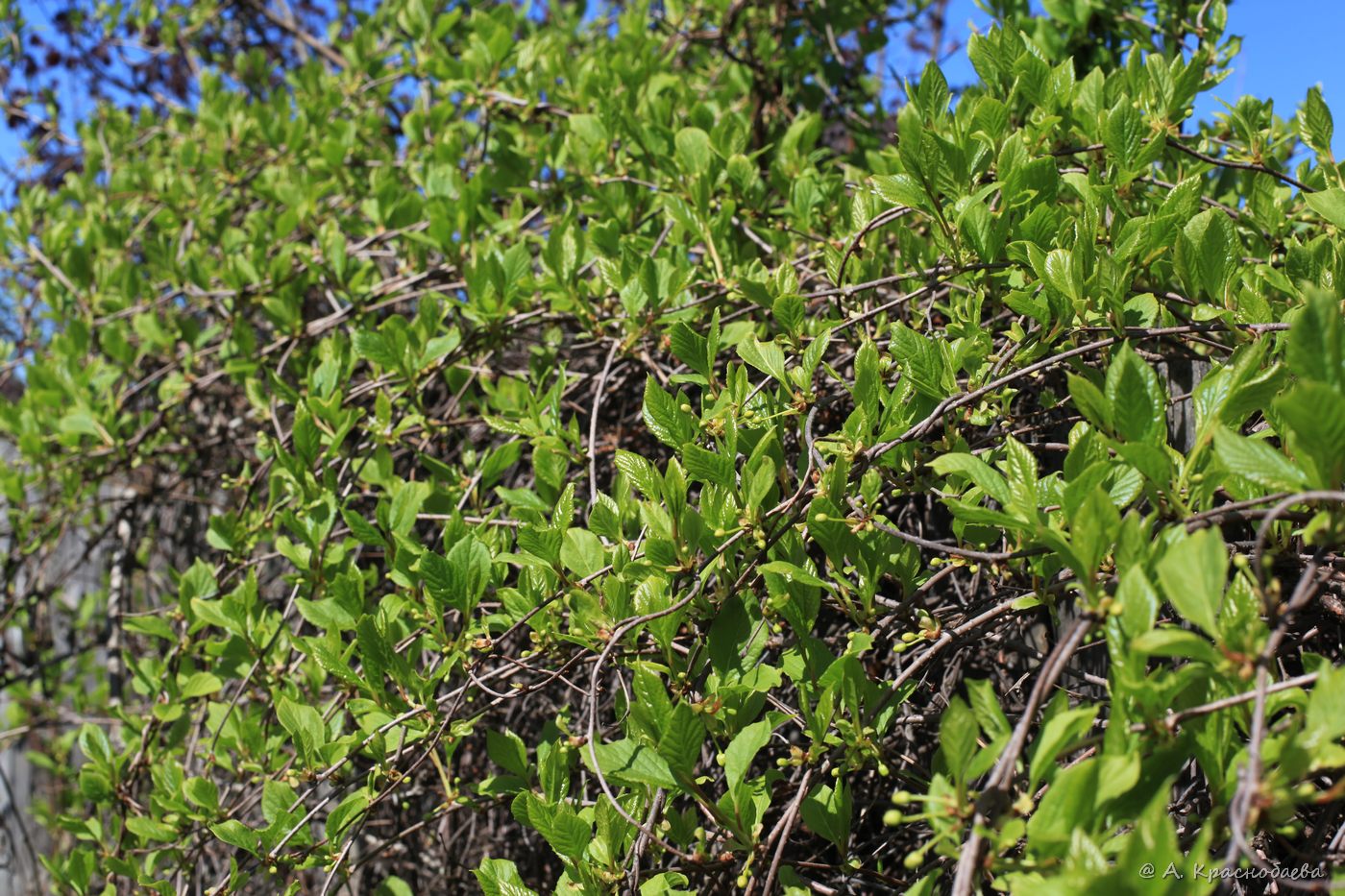 Изображение особи Schisandra chinensis.