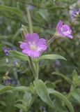 Epilobium hirsutum