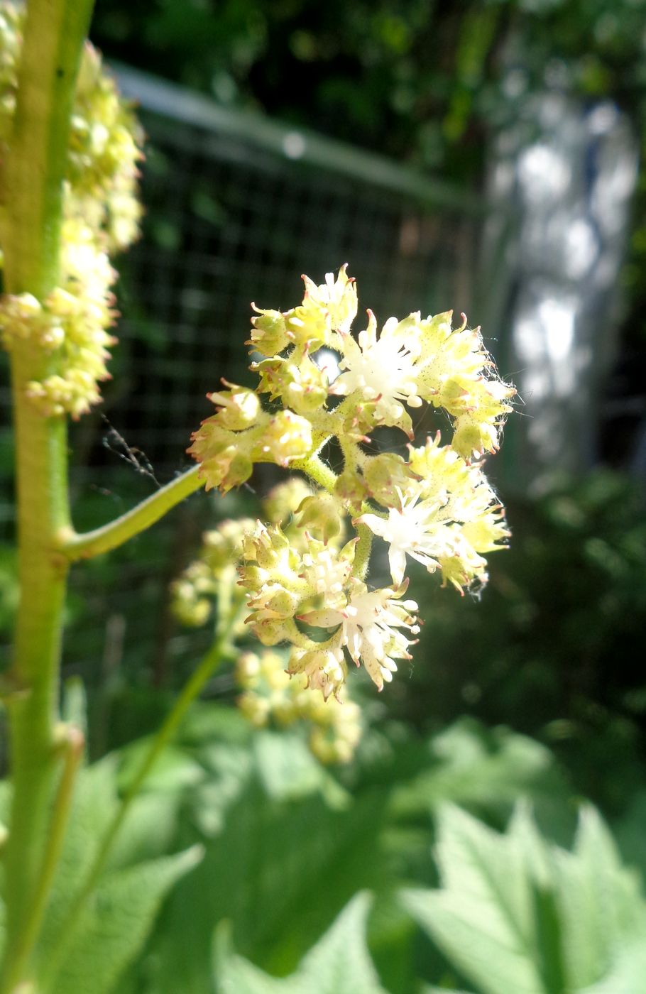 Image of Rodgersia podophylla specimen.