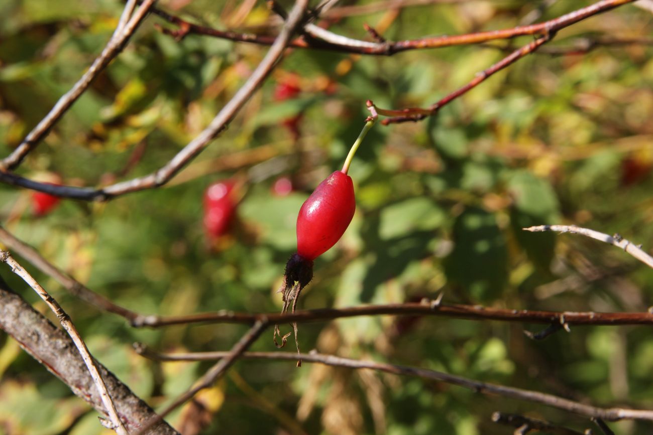 Изображение особи Rosa cinnamomea.