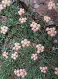 Antennaria dioica