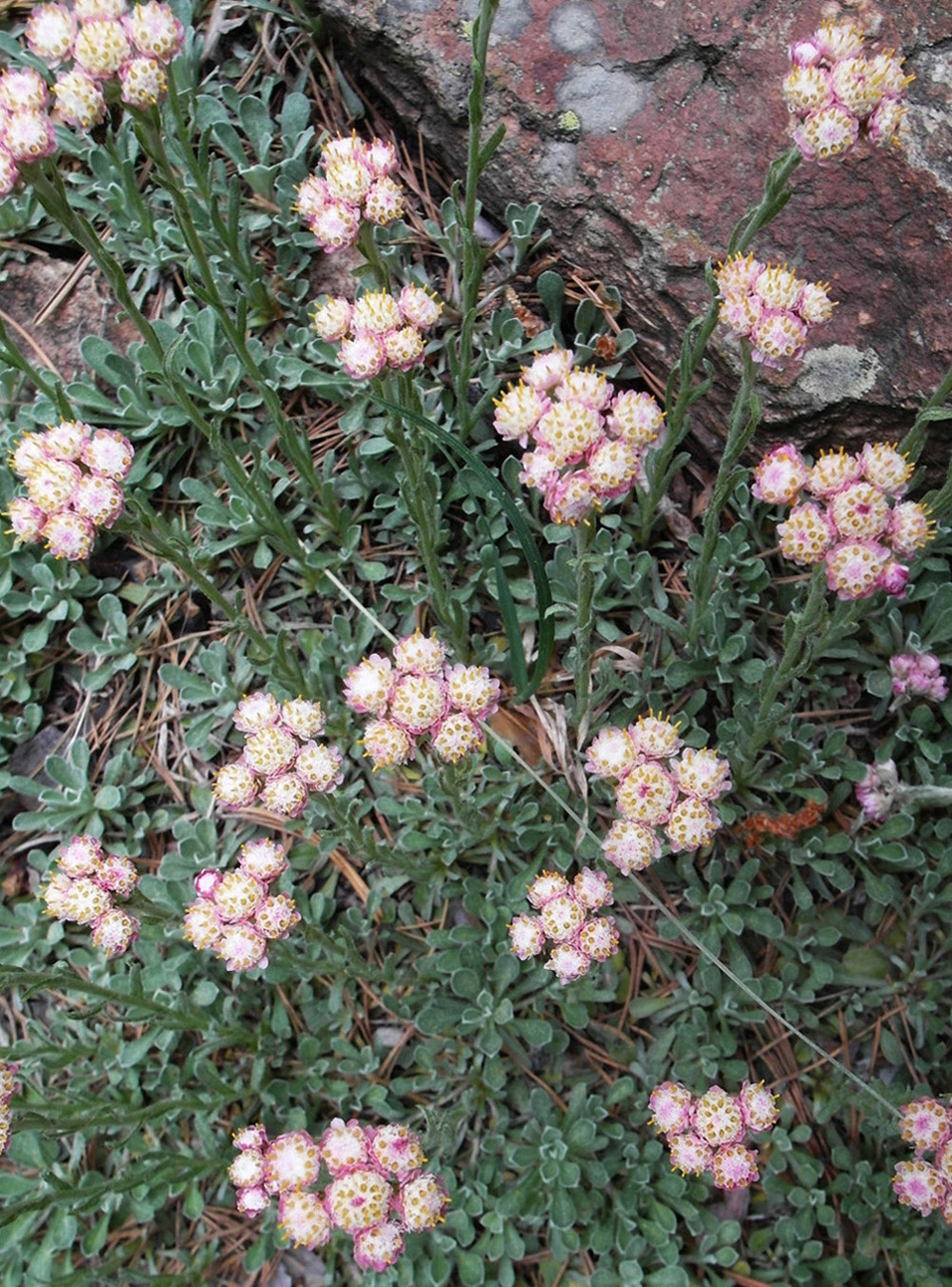 Изображение особи Antennaria dioica.