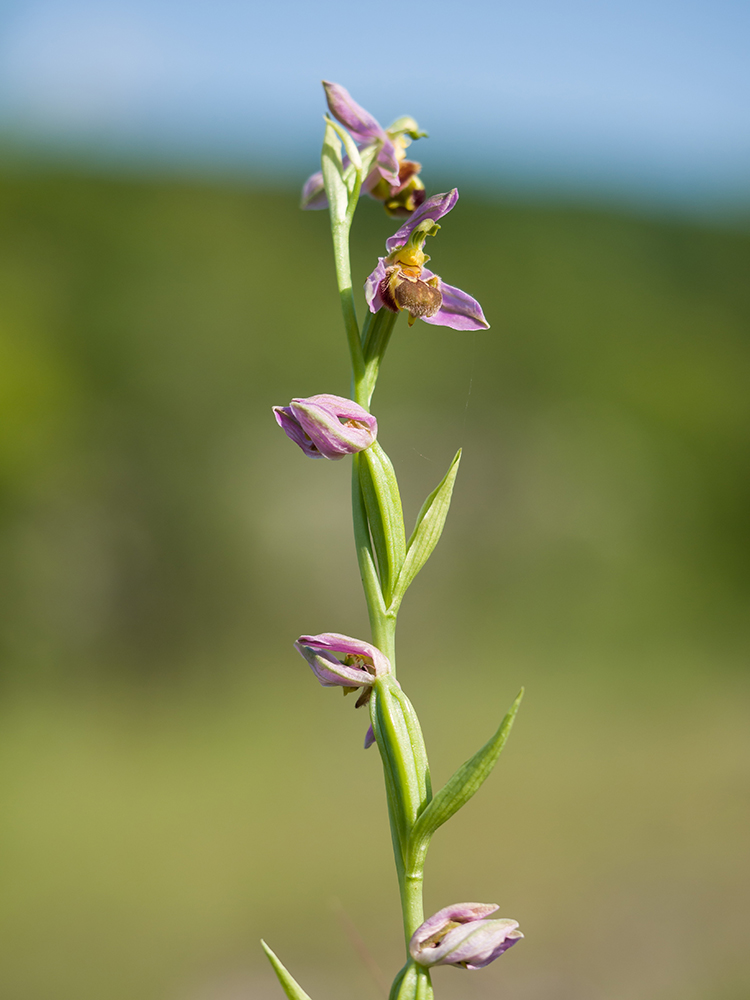 Изображение особи Ophrys apifera.