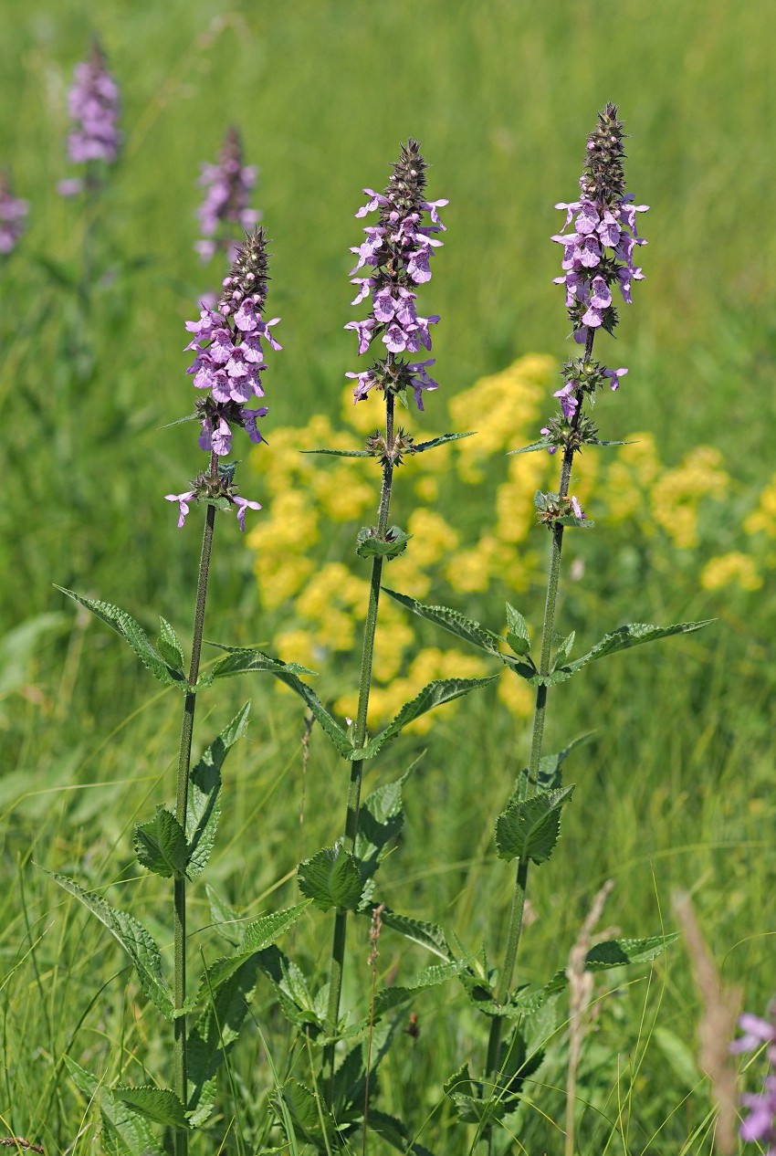 Изображение особи Stachys palustris.