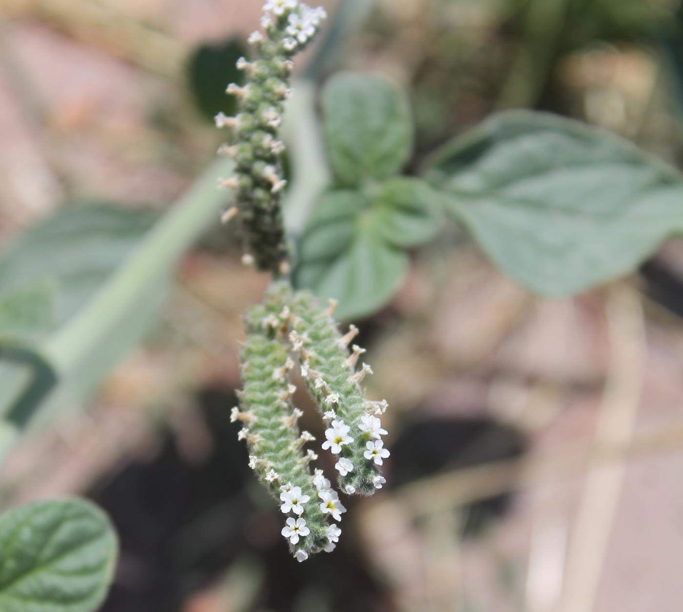 Изображение особи Heliotropium ellipticum.
