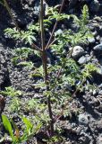Schizonepeta annua. Нижняя часть растения. Республика Алтай, Онгудайский р-н, урочище Песчанный Бом, левый галечниково-песчанный берег р. Катунь. 31.07.2010.