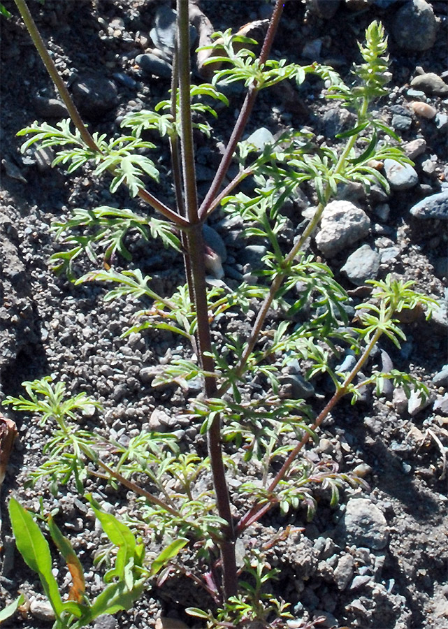 Изображение особи Schizonepeta annua.