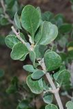 Zygophyllum atriplicoides