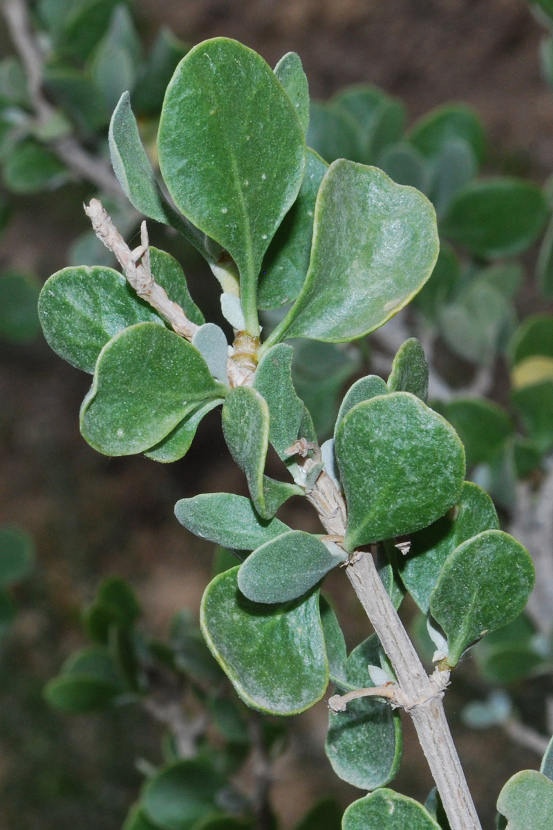 Image of Zygophyllum atriplicoides specimen.