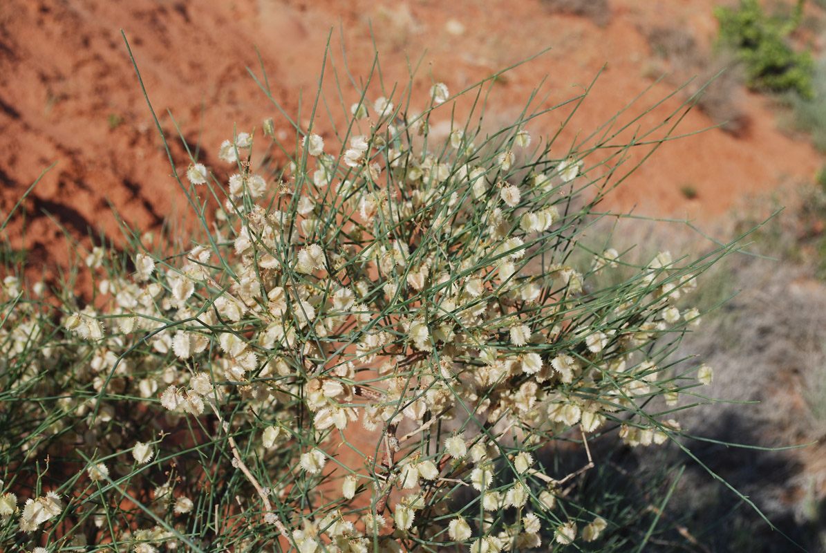 Image of genus Calligonum specimen.