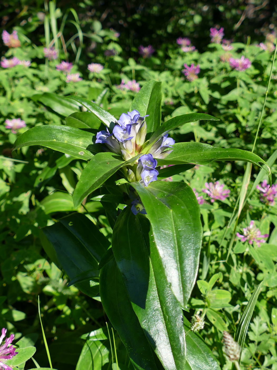 Image of Gentiana cruciata specimen.