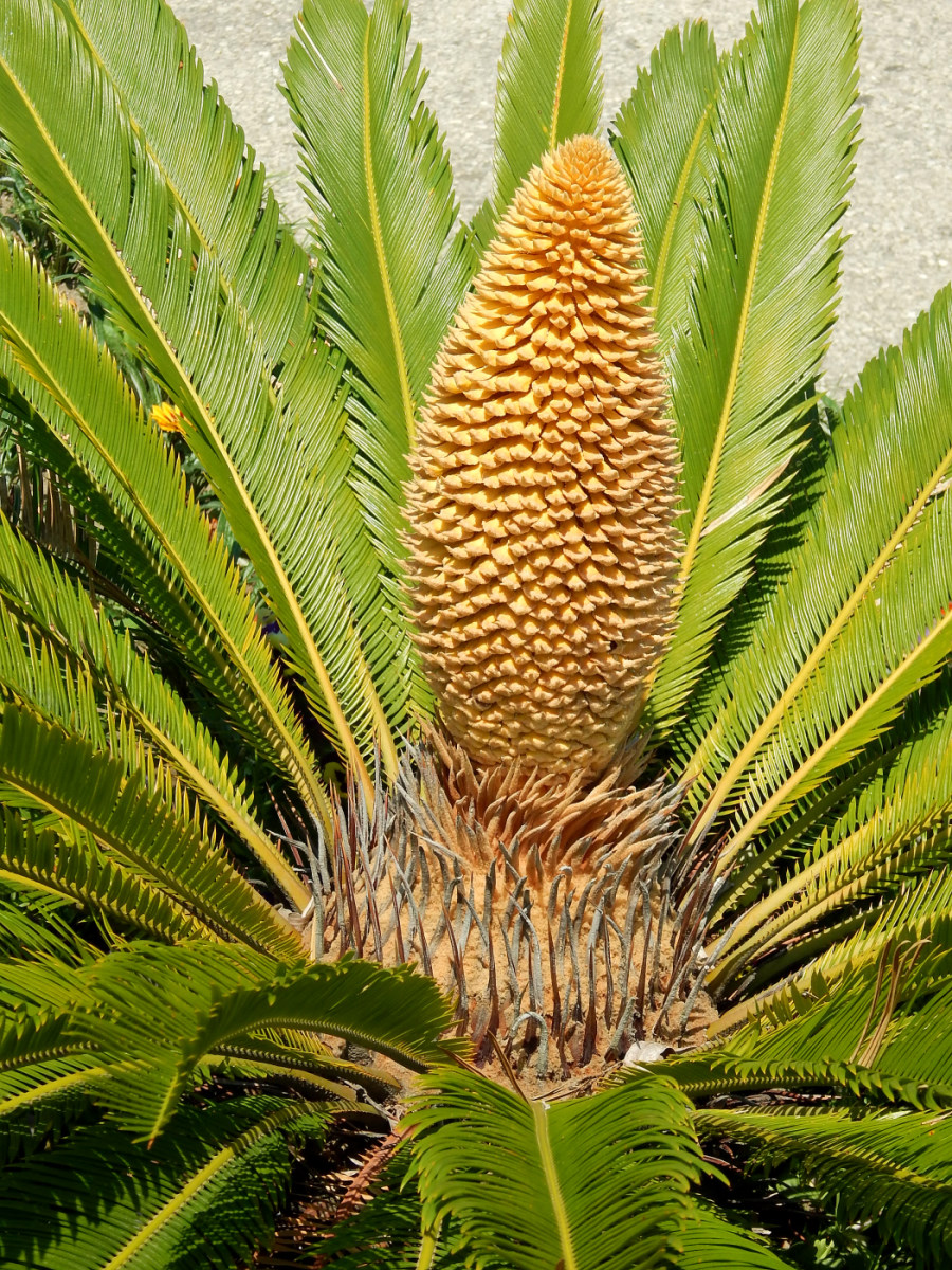 Image of Cycas revoluta specimen.