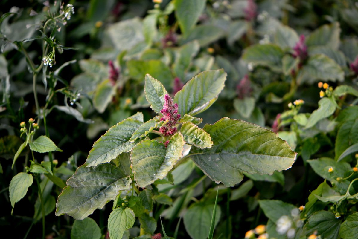 Изображение особи Amaranthus cruentus.