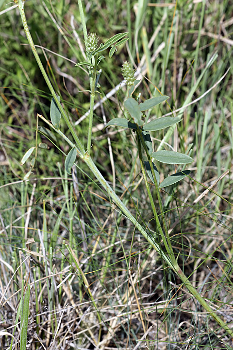 Image of Hedysarum taschkendicum specimen.