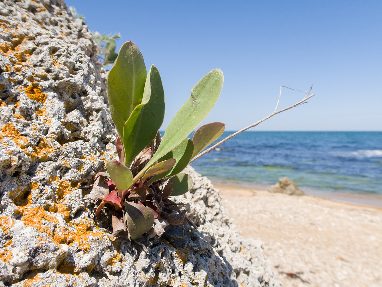 Image of Limonium scoparium specimen.