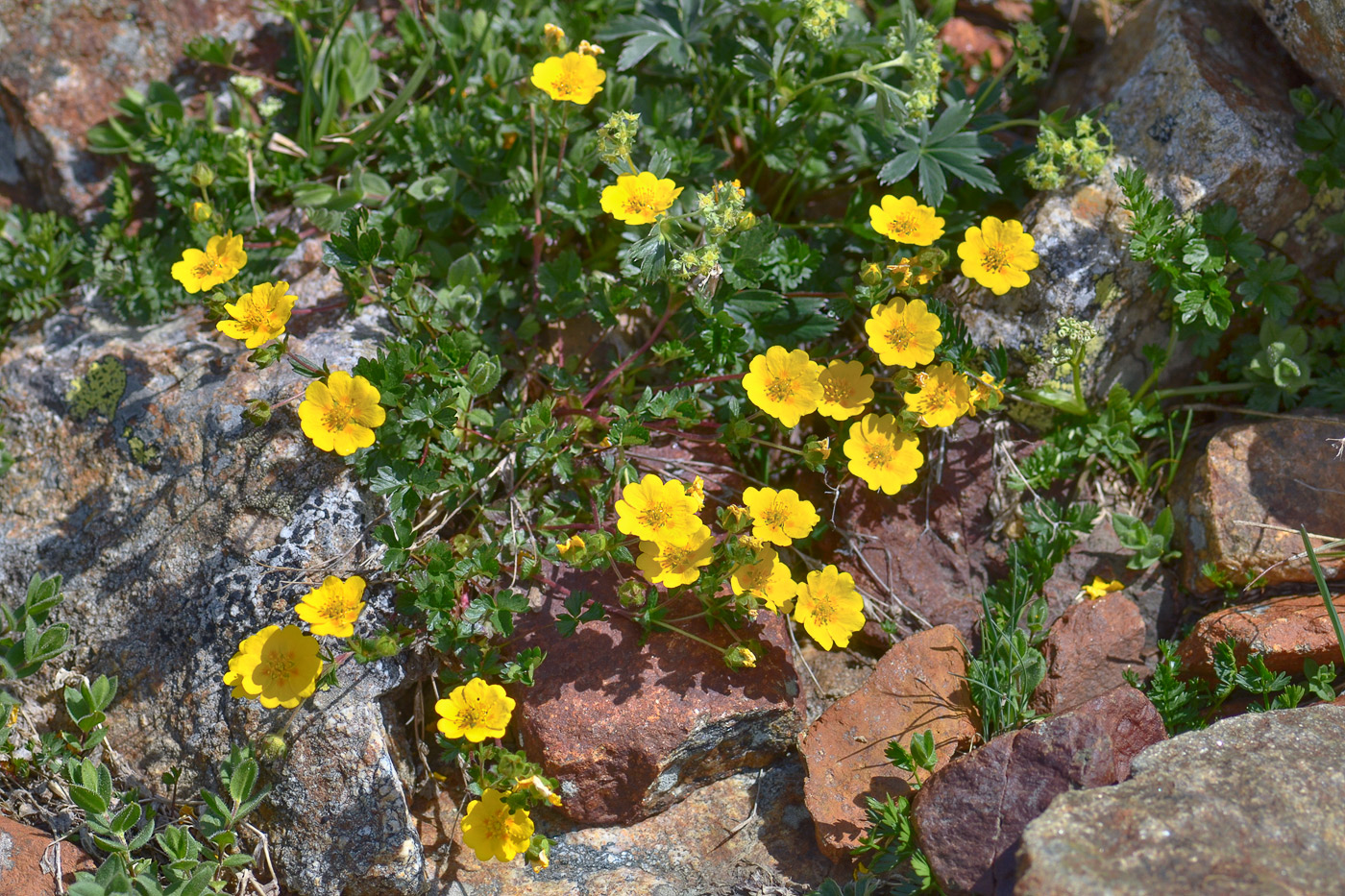 Изображение особи Potentilla gelida.