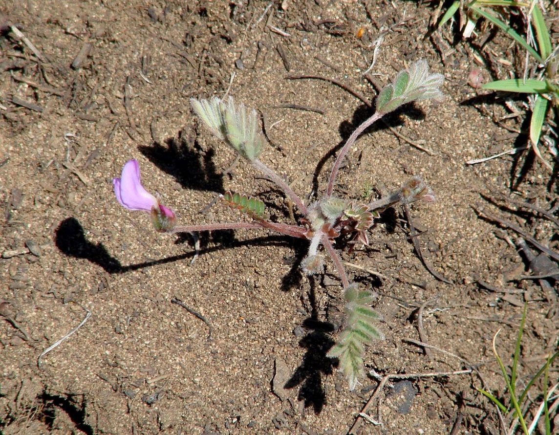 Image of Gueldenstaedtia verna specimen.