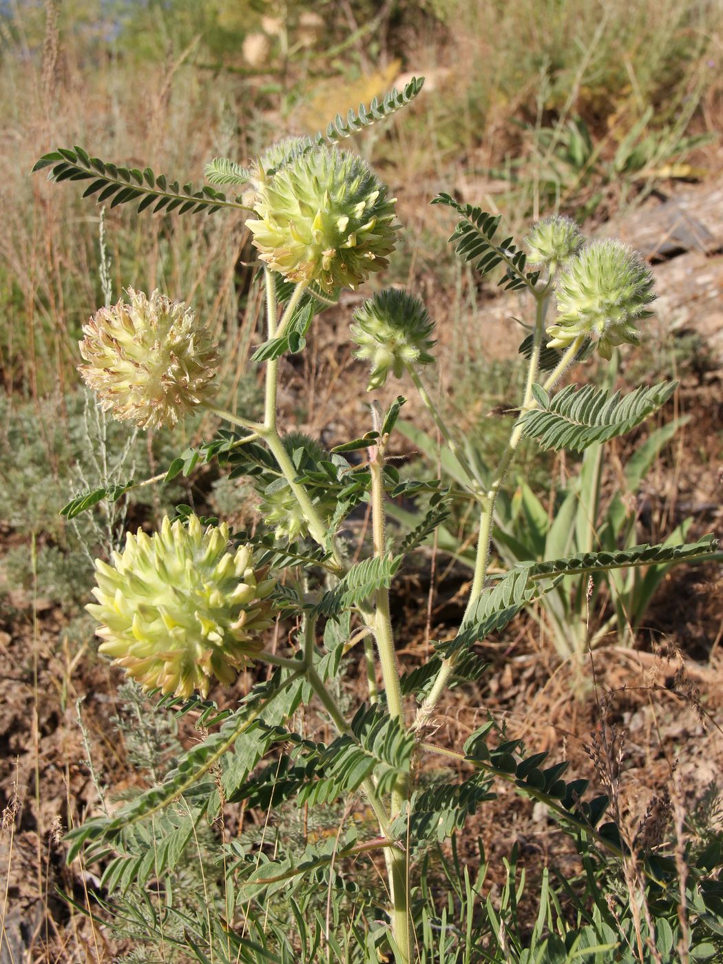 Изображение особи Astragalus globiceps.