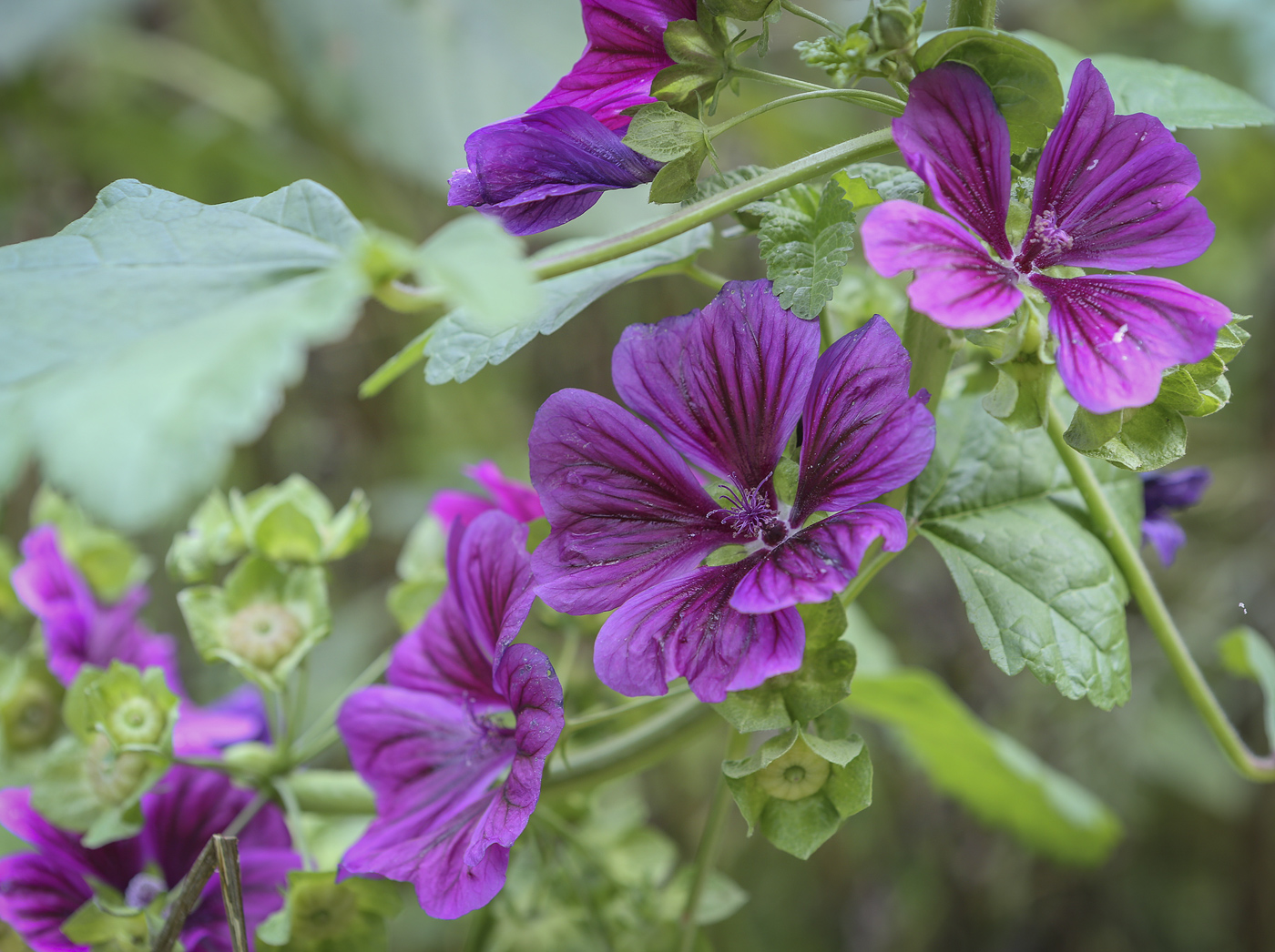 Image of Malva mauritiana specimen.