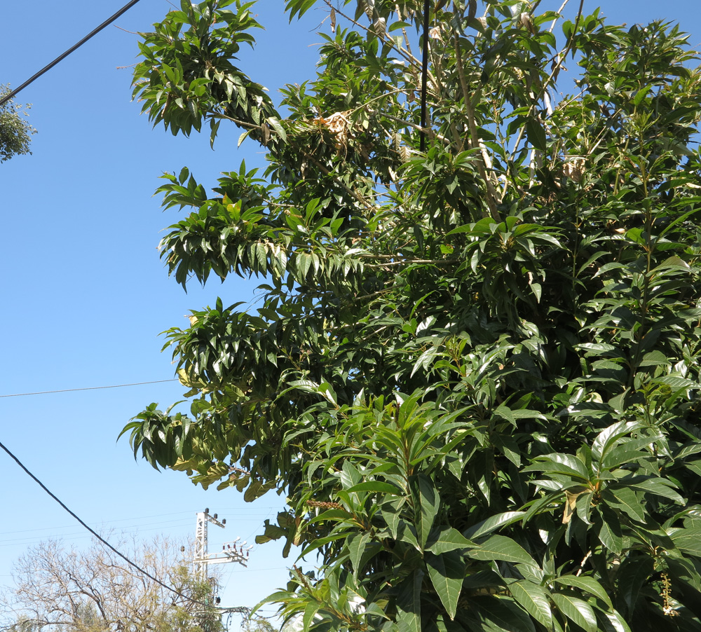 Изображение особи Citharexylum spinosum.