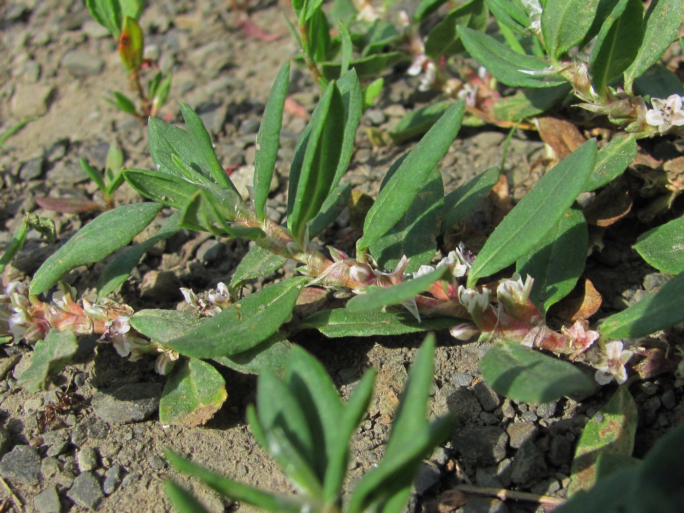 Изображение особи Polygonum alpestre.