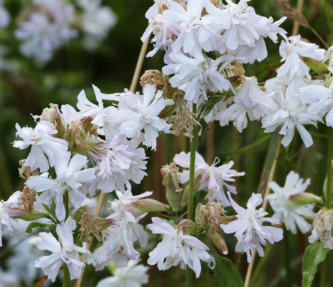 Image of Saponaria officinalis f. pleniflora specimen.