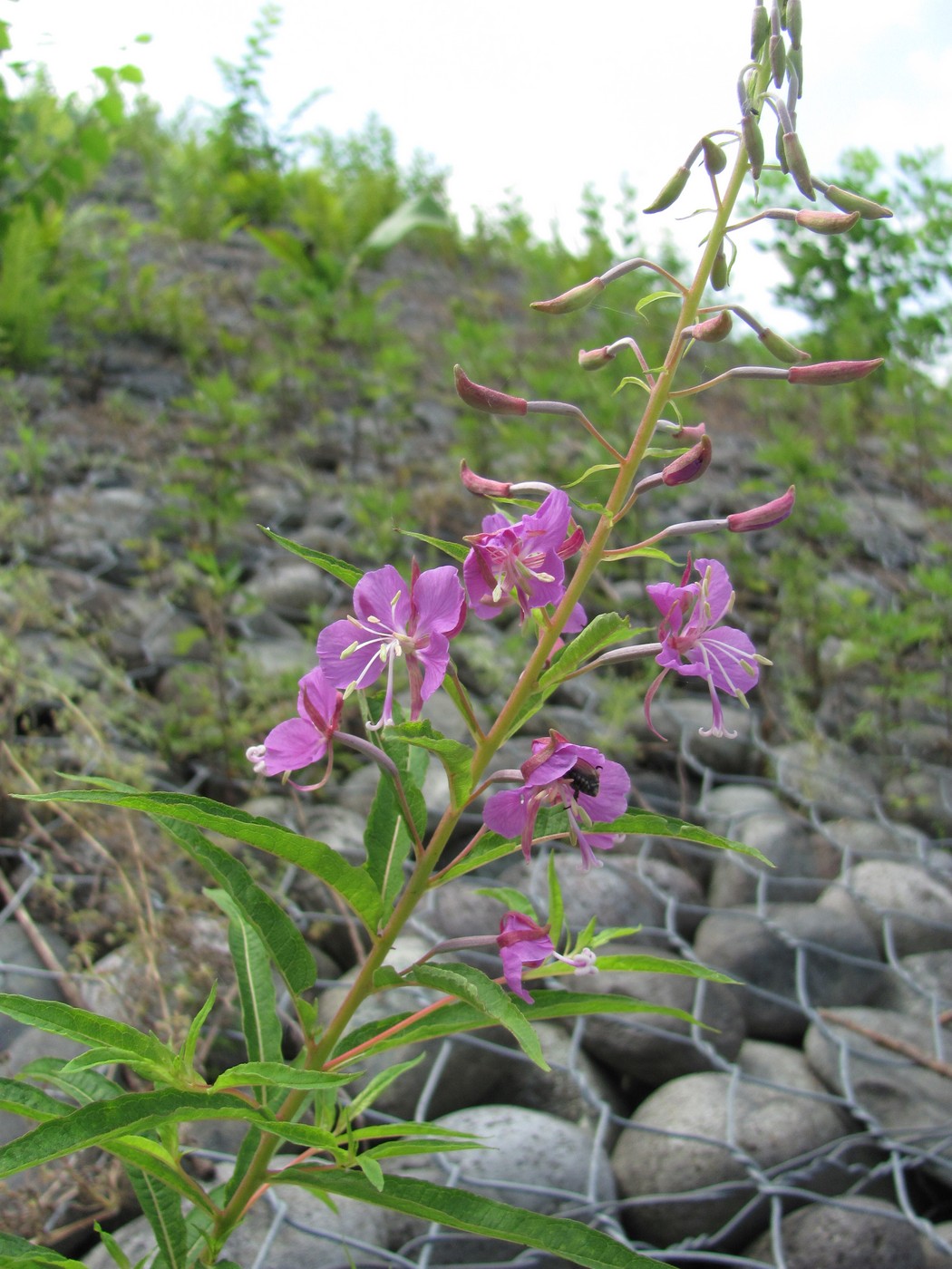 Image of Chamaenerion angustifolium specimen.