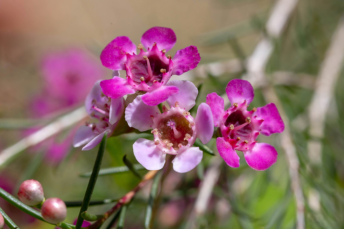 Изображение особи Chamelaucium uncinatum.