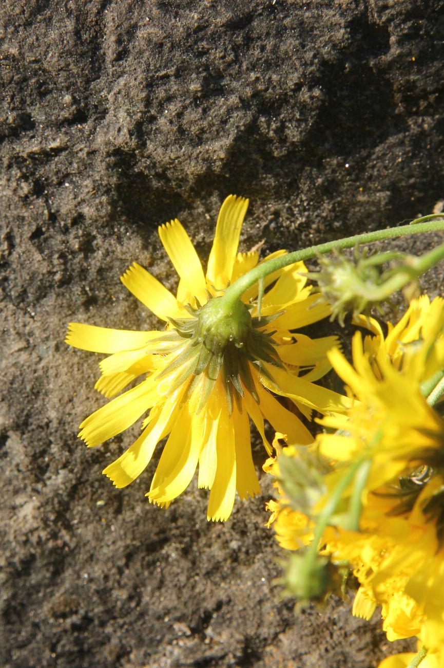 Изображение особи род Hieracium.