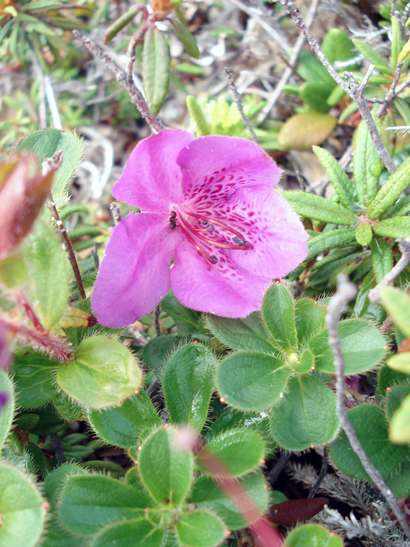 Изображение особи Rhododendron camtschaticum.