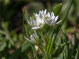 Ornithogalum balansae